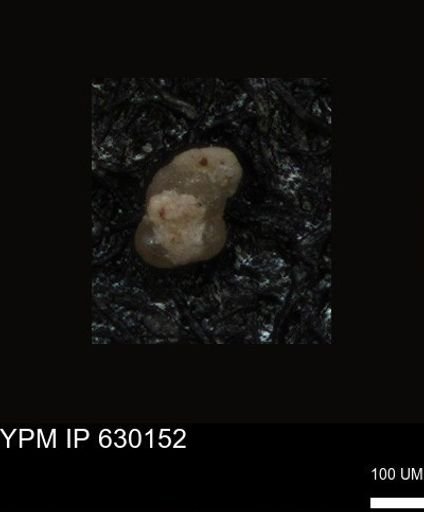 undet. Foraminiferida
