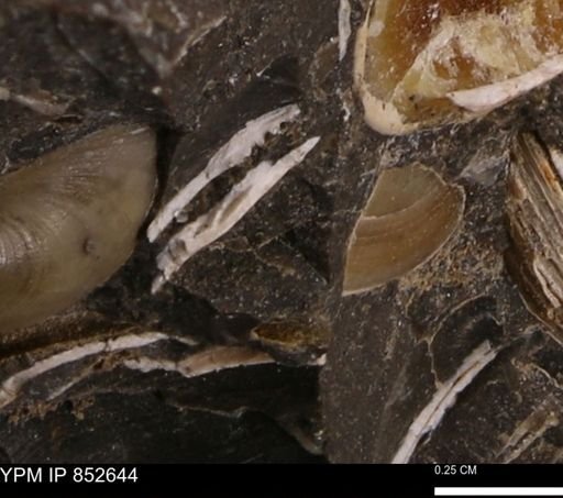 Limopsis? striatopunctatus