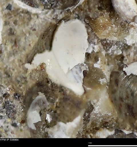 Corbulamella gregaria