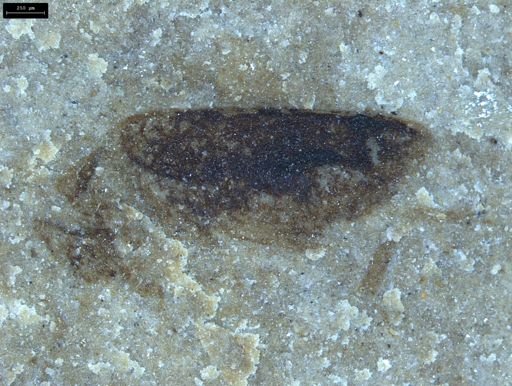 undet. Coleoptera