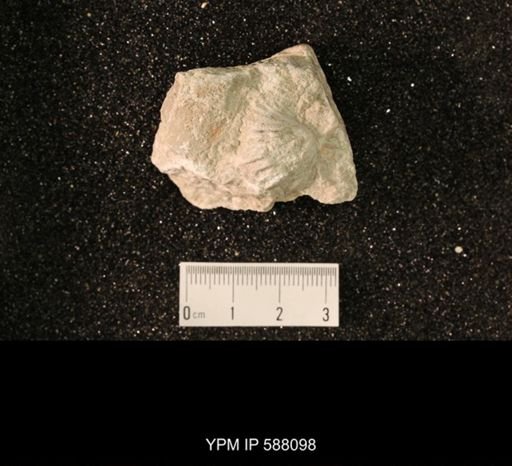 Platystrophia sp.