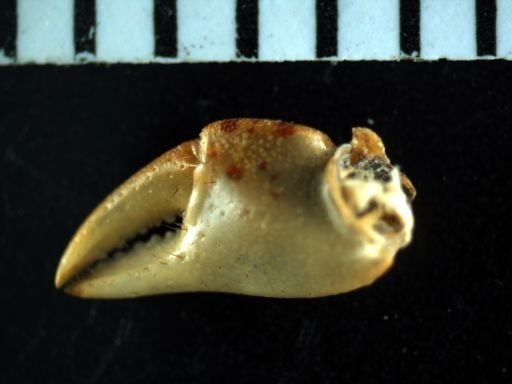 Hemigrapsus sanguineus