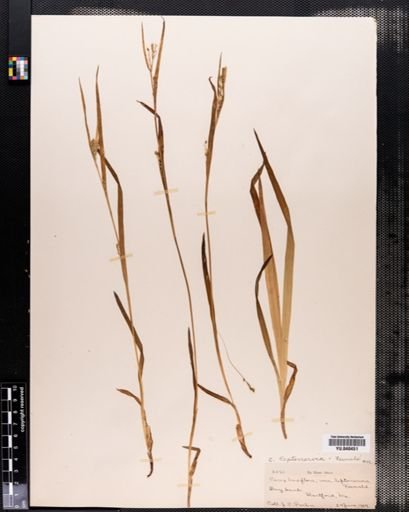 Carex leptonervia