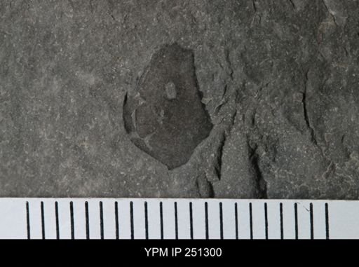 undet. Eurypterida