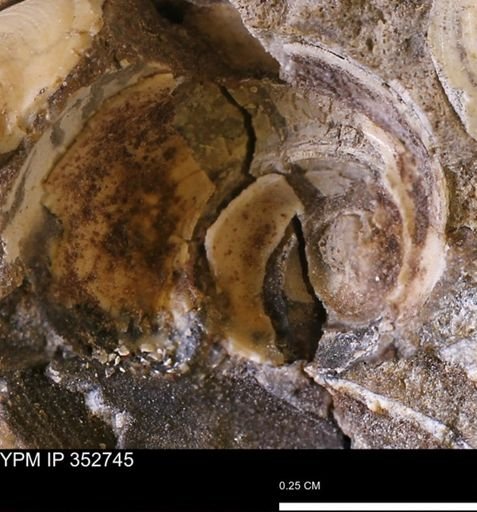 undet. Mollusca