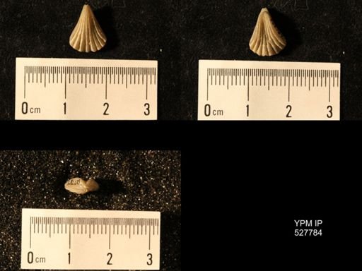 Rhynchotreta cuneata americana