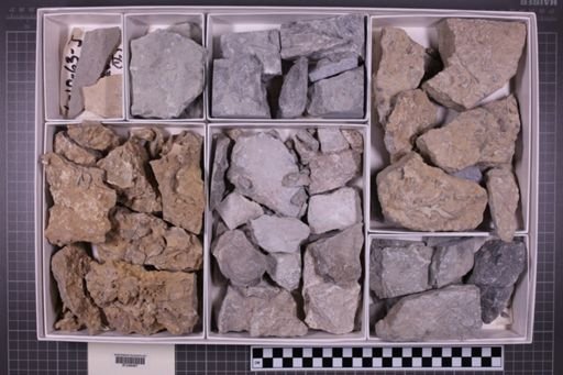 mixed taxa, stratigraphic collection