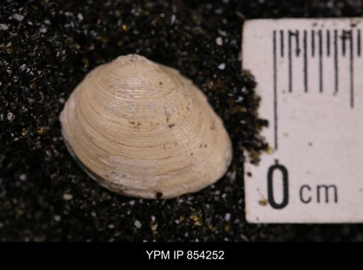 Limopsis striatopunctatus