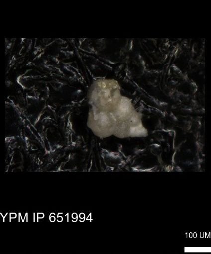 undet. Heterohelicidae