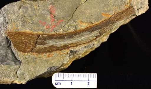 Colpodexylon deatsii