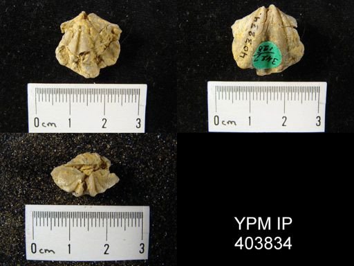 Macropleura macropleura