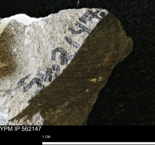 Oxytoma (Hypoxytoma)