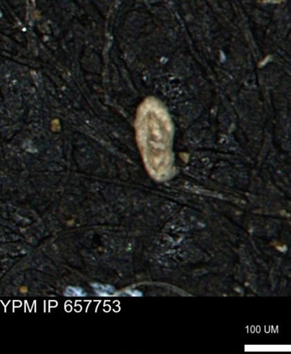 Spirolocammina subcircularis