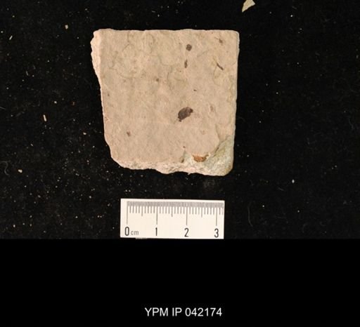 undet. Hymenoptera