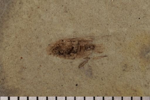 Blattodea?