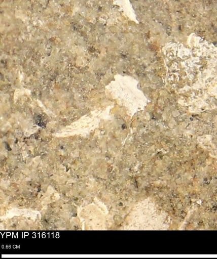 undet. Mollusca