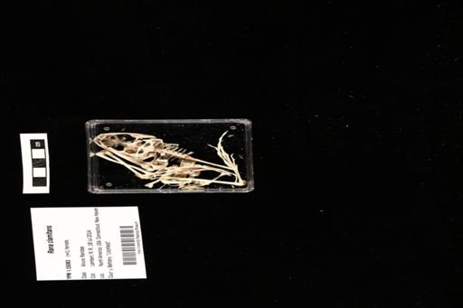 Rana clamitans