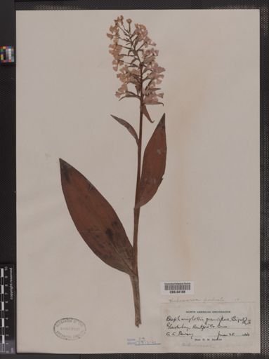Blephariglotis grandiflora