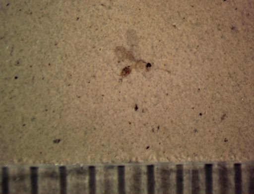 Ichneumonoidea?