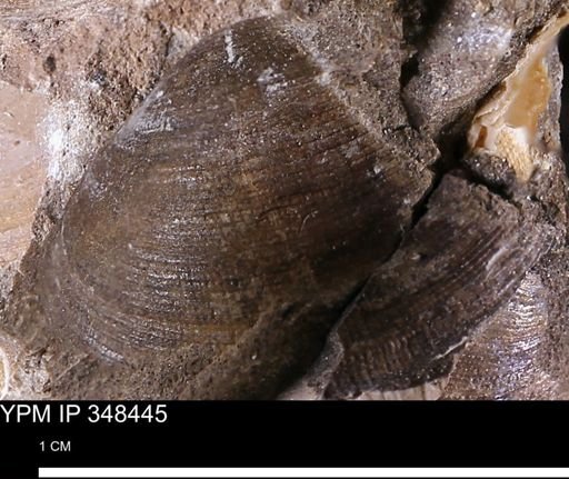 Limopsis striatopunctatus