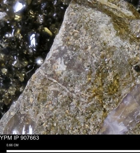 undet. Mollusca
