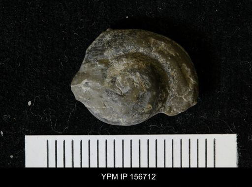 Liospira helena