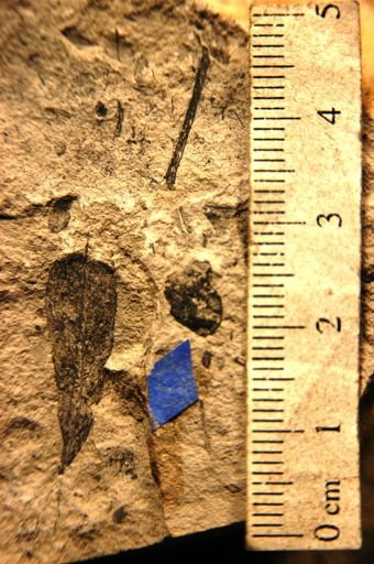 Amicia antiqua
