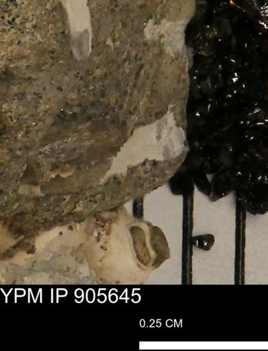 undet. Mollusca