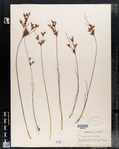 Juncus secundus