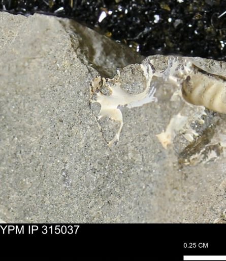 undet. Scaphitidae