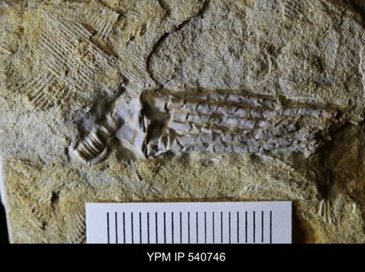 Phacelocrinus sp.