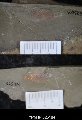 undet. Arthropoda