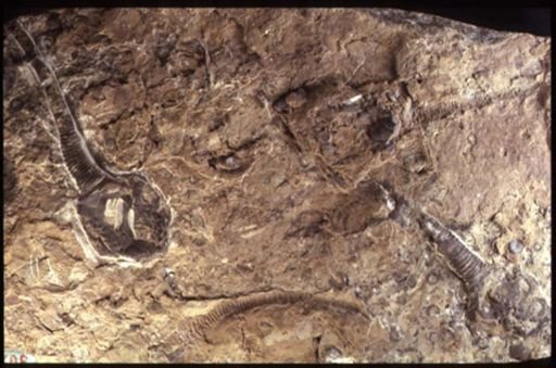Lepadocrinus gebhardi