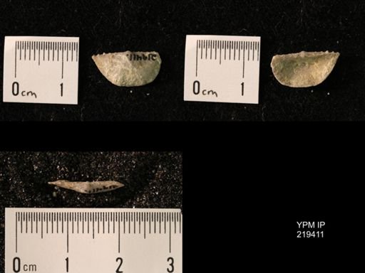 Chonetes granulifer
