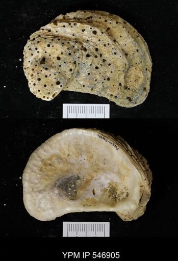 undet. Clionidae