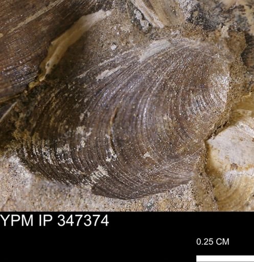 Limopsis striatopunctatus