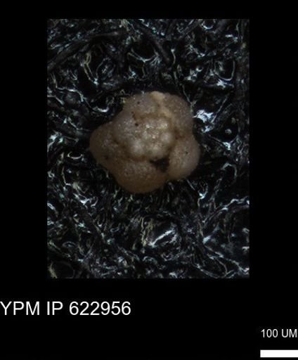 undet. Globorotaliidae
