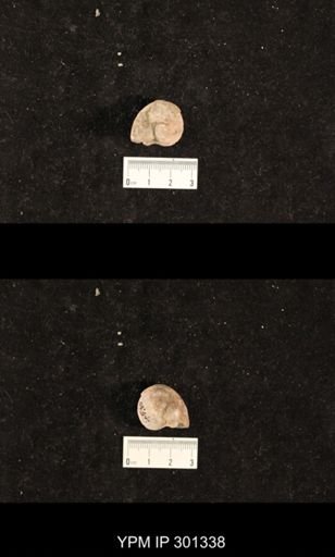 Bellerophon sp.