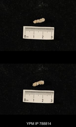 taxon undetermined