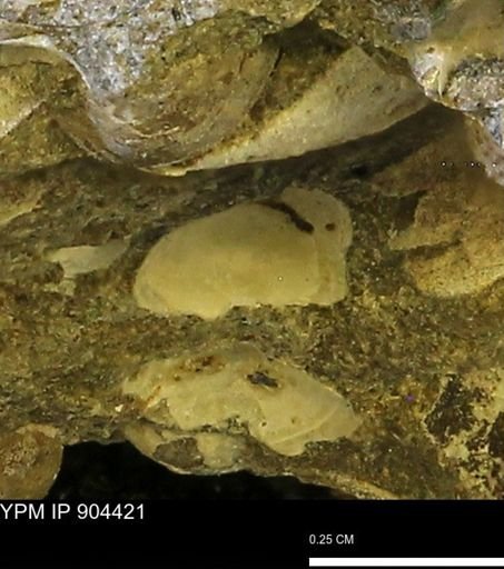 undet. Mollusca