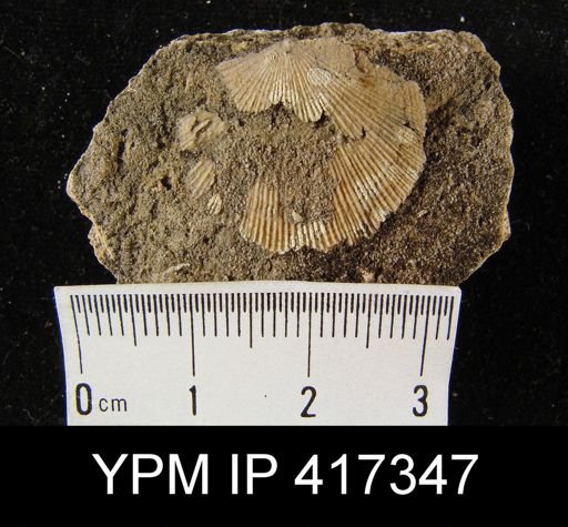 Schuchertella subplana
