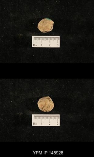 Euphemus indicus