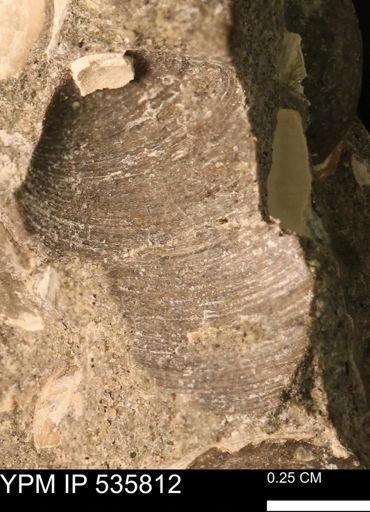 Limopsis striatopunctatus