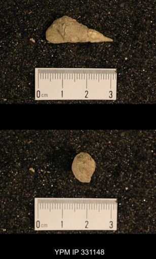 Meekospira peracuta choctawensis