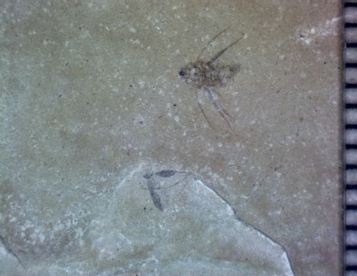 undet. Hexapoda