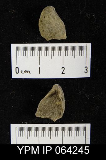 Sieberella roemeri