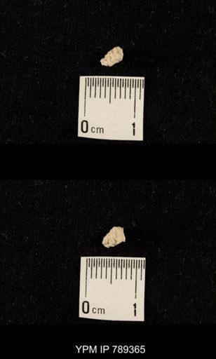 undet. Bryozoa