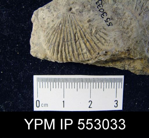 undet. Atrypida