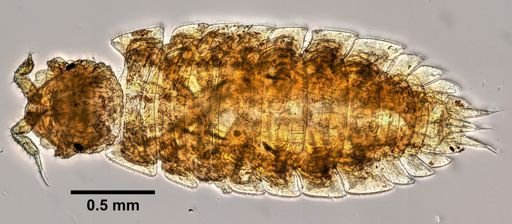 Haplophthalmus danicus