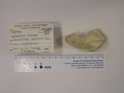 Teleoceras fossiger